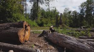 Best Tree Cabling and Bracing  in Benbrook, TX