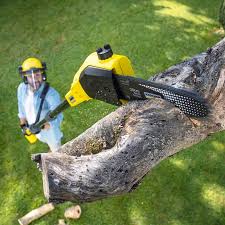 How Our Tree Care Process Works  in  Benbrook, TX