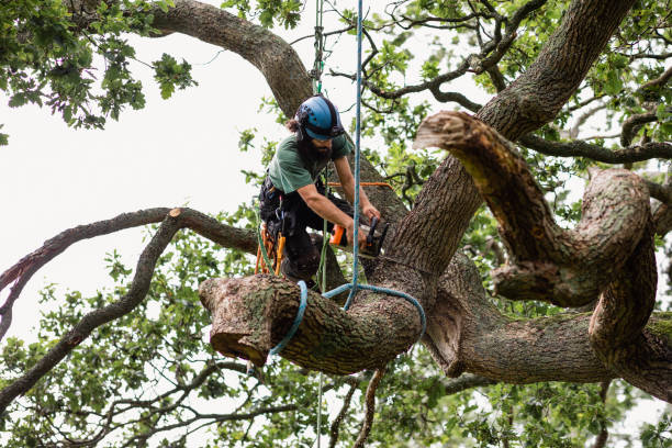 Best Palm Tree Trimming  in Benbrook, TX