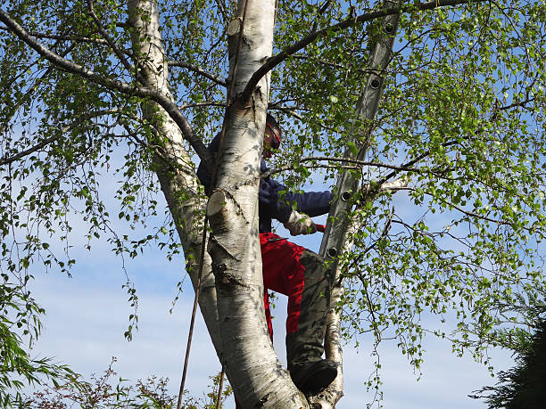 Best Tree Preservation Services  in Benbrook, TX