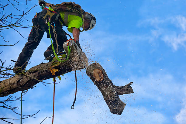 Trusted Benbrook, TX Tree Care Experts